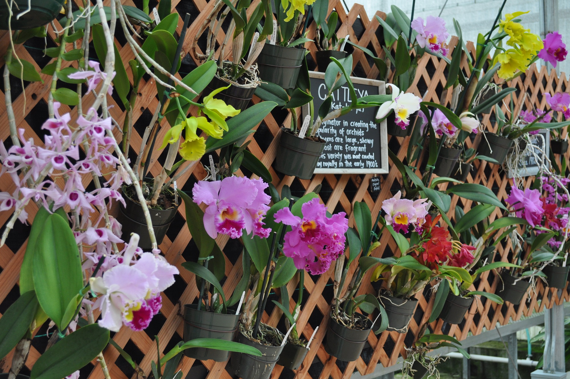 Como cuidar de orquídeas passo a passo Montante