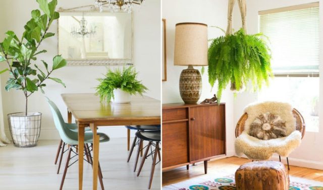 Plantas para apartamento: escolha a ideal para o seu espaço