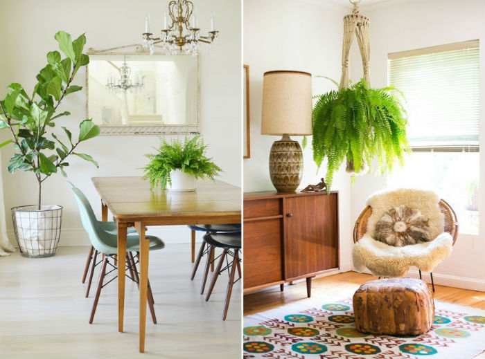 Plantas para apartamento: escolha a ideal para o seu espaço