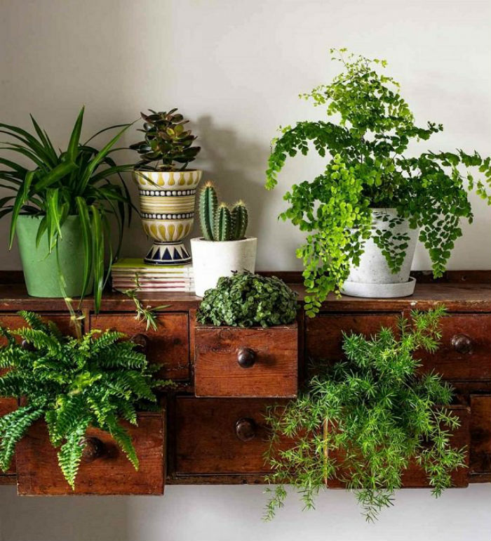 Plantas para apartamento: escolha a ideal para o seu espaço