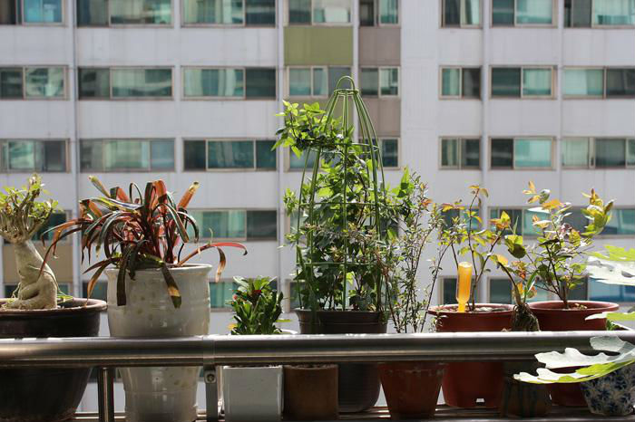 Plantas para apartamento: escolha a ideal para o seu espaço