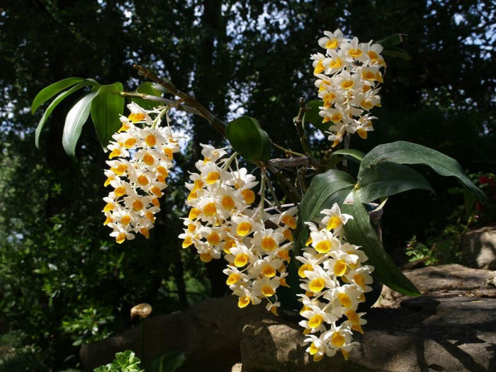 Cachos de orquídeas em jardim