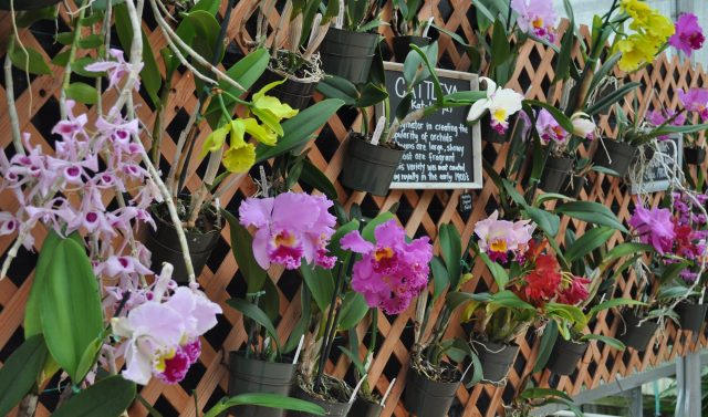 Como cuidar de orquídeas passo a passo