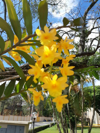 Orquídeas amarelas