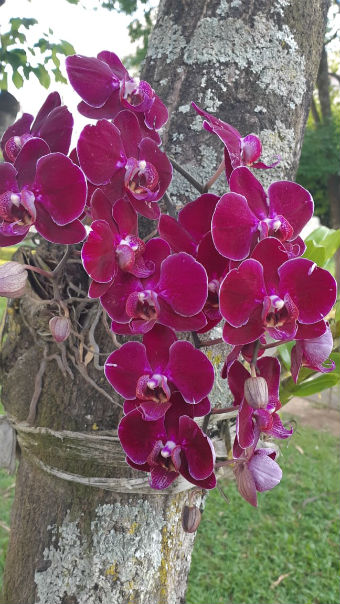 Orquídeas na cor marsala em tronco de árvore