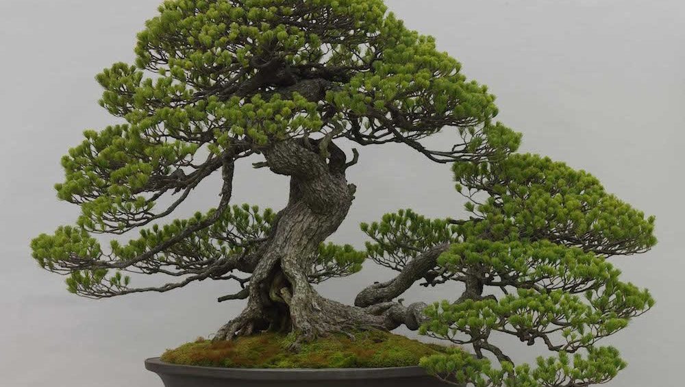 Bonsai: saiba como fazer e cuidar