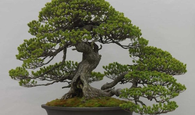 Bonsai: saiba como fazer e cuidar
