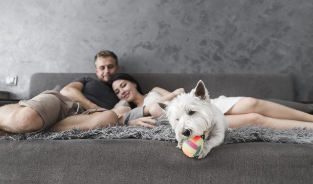 Dicas para Pet em Apartamento