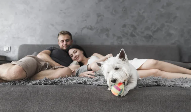 Dicas para Pet em Apartamento